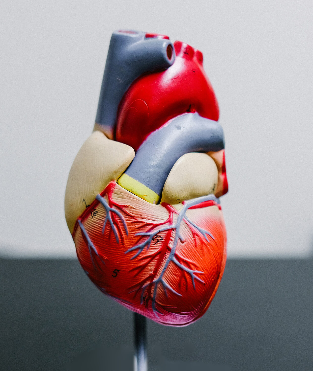 A model of a healthy heart